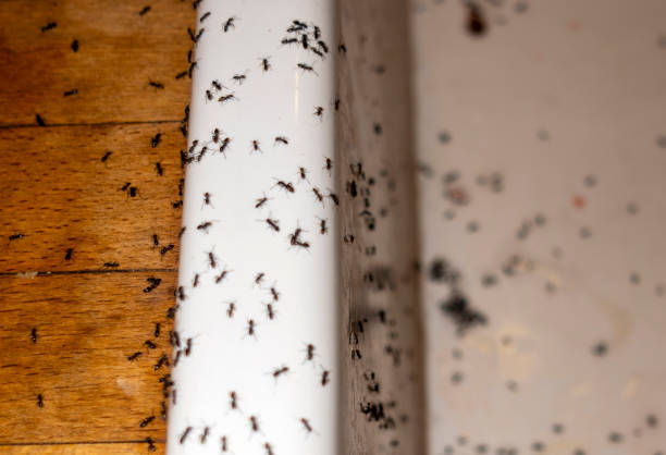 Best Termite Control Services  in Portsmouth, OH