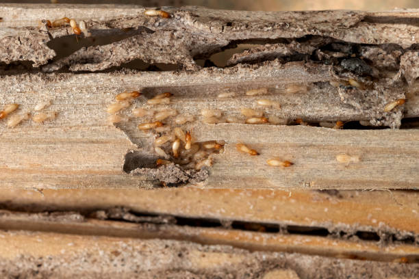 Best Local Pest Control Services  in Portsmouth, OH